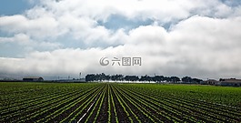 加利福尼亞州,全景圖,農(nóng)場(chǎng)