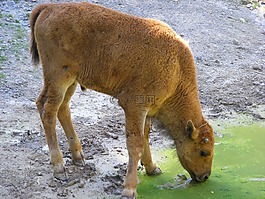 野牛,動物,性質(zhì)