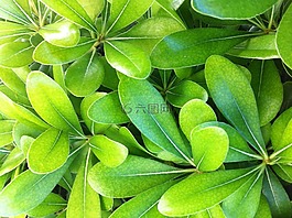 性質,綠色,生活