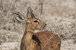 dikdik,动物,刺