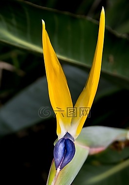 天堂鸟之花,花,花瓣