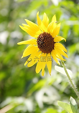 花,黃色,花的