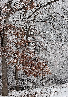 樹,葉子,雪