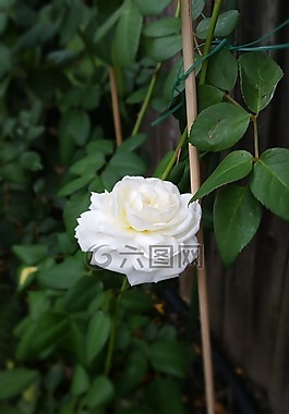 白玫瑰,玫瑰花叢,植物