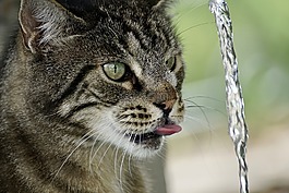 猫,getiegert,虎