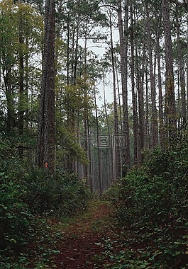 伍茲,森林,綠色