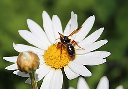 蜜蜂,蜂蜜,花