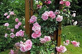 玫瑰,花園,芽