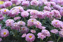 花,鮮花,pompenettes