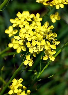 花,黃色,油菜