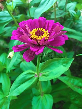 鮮花,大麗花,粉色