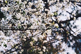 花,白,花瓣