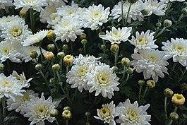 花,鮮花,pompenettes白