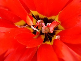 郁金香,鮮花,紅色的郁金香