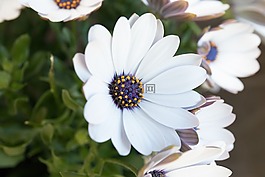 花,白,開花