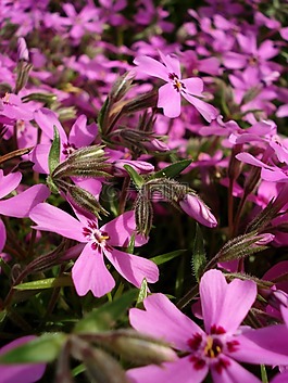 粉紅色的花,春,鮮花