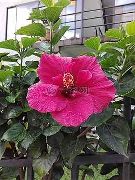植物,羅莎,野生