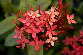 花卉,紅色,性質(zhì)
