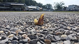 死亡,昆蟲,蛾