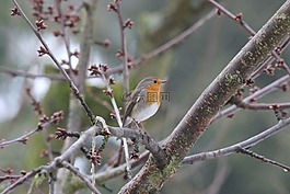 羅賓,鳥,性質(zhì)