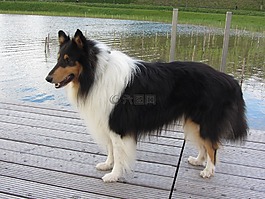牧羊犬,三色,长毛牧羊犬