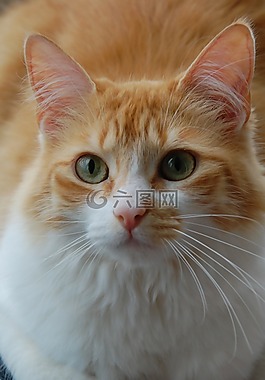 貓,動物,寵物