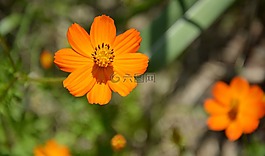 橙花,花卉,性質(zhì)