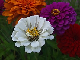 鲜花,大丽花,白