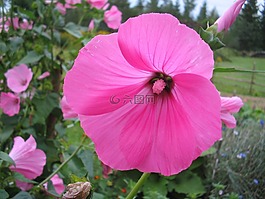 夏天,花卉,粉色