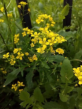 冬天水芹,藥用植物,黃色
