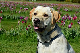拉布拉多犬,狗,動(dòng)物