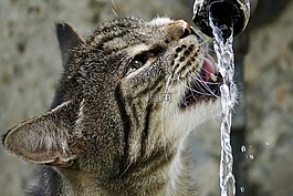 猫,getiegert,虎