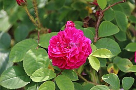 粉色,玫瑰园,fushia