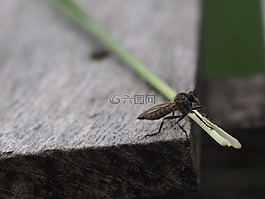 飛,昆蟲,宏
