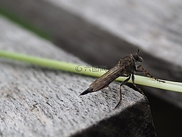 飛,昆蟲,宏