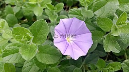牽?；?花,春