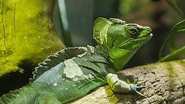 蜥蜴,龍,動(dòng)物園