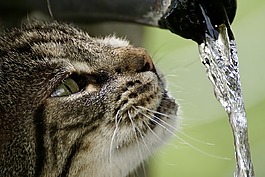 猫,getiegert,虎