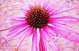 花,開花,廠