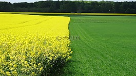 油菜田,草地,景观