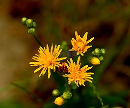 花,早晨,性質