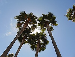 棕榈树,阳光,蓝色