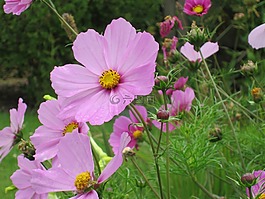 花,粉紅色,光明
