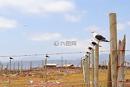 斯奎,鳥,海鷗
