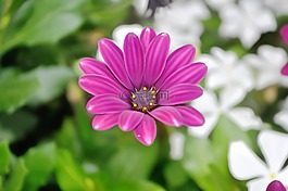 花,自然,植物