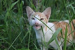 動物,可愛,自然