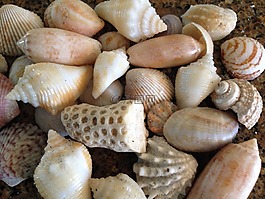 外殼,海貝殼,海
