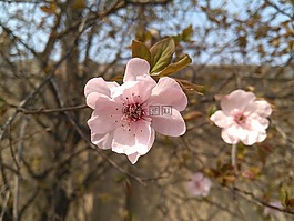 海棠花,垂絲海棠 春天,2017年4月4日