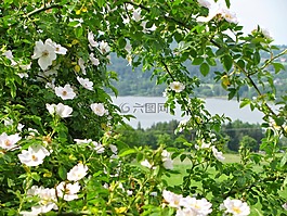 薔薇,開花,春