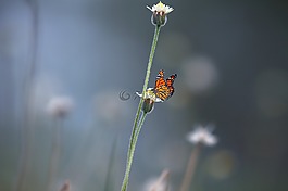 自然,蝴蝶,花